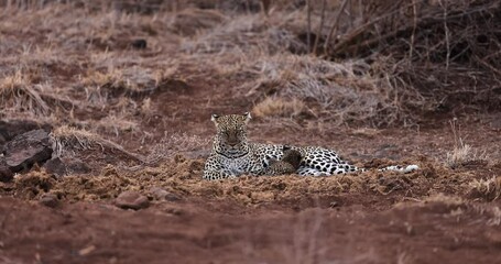Wall Mural - a leopard and her baby are resting in the savannah in kenya