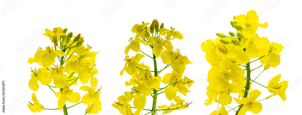 Canola isolated. Rapeseed plant, colza rapeseed for green energy