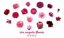 Trendy Magenta Flowers Vector Design Big Set. Hot Pink Roses, Ranunculus, Barbie Pink Peony, Dahlia