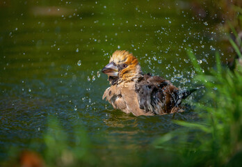 Wall Mural - Hawfinch bird bathing standing in a pond close-up