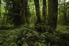 Moss-covered Trees And Ferns In A Rainforest Near Lake Cowichan; British Columbia, Canada