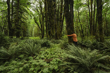 A Man Stands Hugging A Tree In A Rainforest With Moss-covered Trees And Ferns, Near Lake Cowichan; British Columbia, Canada