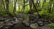 © Designpics - A forest stream near the town of Cowichan Lake; British Columbia, Canada