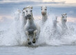 © Designpics - White horses of Camargue running out of the water; Camargue, France