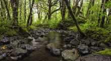 A Forest Stream Near The Town Of Cowichan Lake; British Columbia, Canada