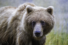 Grizzly Bear (Ursus Arctos Horribilis), Taku River; Atlin, British Columbia, Canada