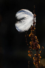 Ptarmigan Feather Stuck On The Grasses Along The Shore Of Hudson Bay; Manitoba, Canada