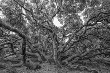 Ancient Oak Trees In The Los Osos Oak Forest; Los Osos, California, United States Of America