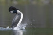 © Designpics - Common Loon (Gavia immer) rearing up out of the water; Carcross, Yukon, Canada