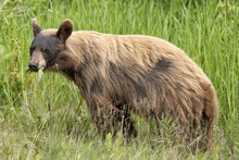 Portrait Of A Young Grizzly Bear (Ursus Arctos Horribilis) Standing In A Grassy Field Grazing; Carcross, Yukon, Canada