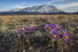 © Designpics - Purple, Prairie Crocus (Pulsatilla patens) blooming on the tundra in spring with the snowcapped mountains in the distance in Kluane National Park; Yukon, Canada