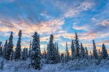 Wintery Landscape With Frosty Trees And A Glowing Sky Around The City Of Whitehorse, Yukon; Yukon, Canada