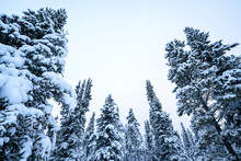 Snowy evergreen trees in a forest reaching to the sky; Whitehorse, Yukon, Canada