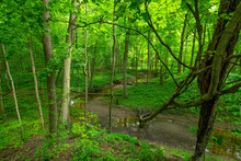 Path Through A Lush Woodland, The Stunning Verdant Forests Of Ontario Become A Vibrant Green As The Temperature Rises; Strathroy, Ontario, Canada