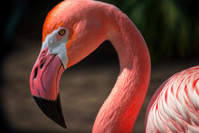 Flamingo Up Up And Personal In The Zoo Generative AI