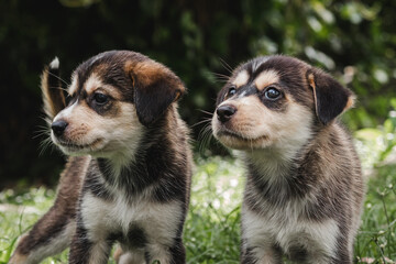 Two puppies portrait sitting in the grass together outside around nature in the woods