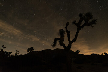 Silhouette of a Joshua tree at night in Joshua Tree National Park