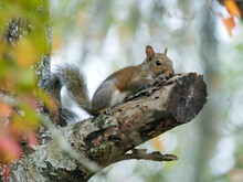 Brown Squirrel Climbing On A Tree In The Fall