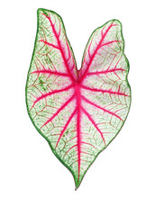 Caladium Bicolor White Queen Green Purple Leaf White Background Isolated Closeup, Colorful Pink Red Leaves, Exotic Tropical Plant, Araceae Houseplant, Floral Design Element Heart Shape Foliage Pattern
