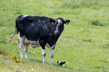 Wall Mural - black and white cow with new born calf in field