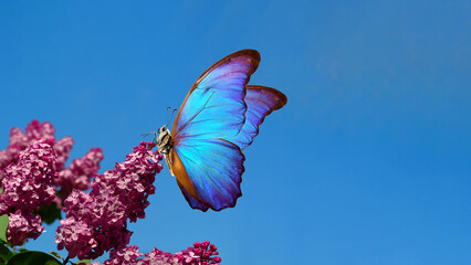 Aufkleber - purple lilac and colorful morpho butterfliy against the blue sky. colorful blue butterfly flying over purple lilac flowers. bright spring background. copy space
