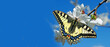 colorful swallowtail butterfly on sakura blossom against blue sky. copy space