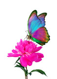 Fototapeta Motyle - colorful tropical morpho butterfly on pink peony flower in dew drops isolated on white.