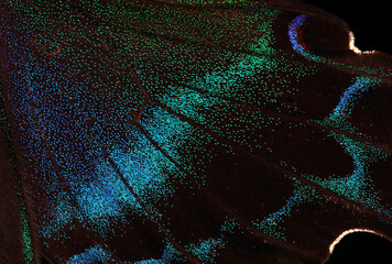 Aufkleber - Papilio maackii. Alpine black swallowtail. Colorful exotic swallowtail butterfly wings. Tropical butterfly wings close-up. Sective focus