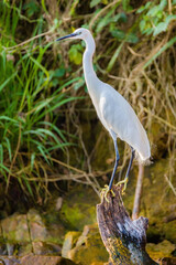 Canvas Print - Little Egret