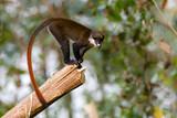 Fototapeta Tęcza - Red Tailed Monkey in a tree