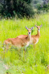 Canvas Print - Uganda Kob