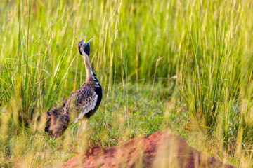 Canvas Print - Hartlaubs Bustard