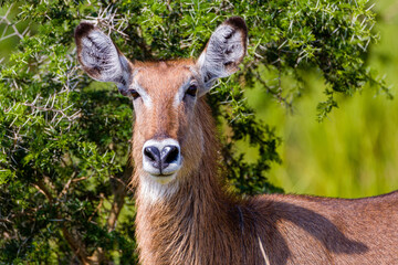 Canvas Print - waterbuck