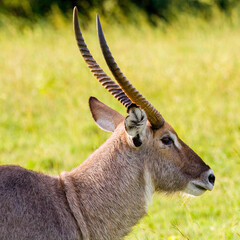 Poster - waterbuck in the savannah