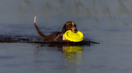 Spanish Water Dog is playing with a frisbbee in the water during summer