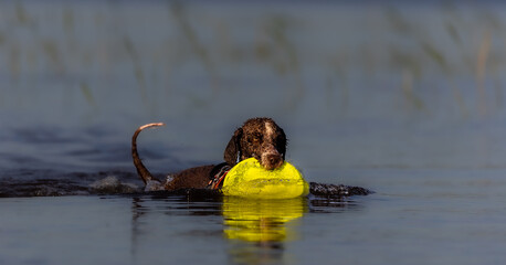 Spanish Water Dog is playing with a frisbbee in the water during summer