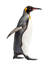 Transparent Png Penguins - Transparent Background