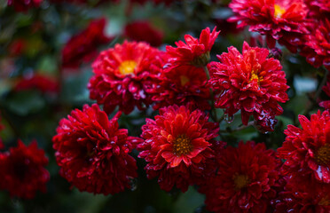 Wall Mural - A drop of water on red flowers