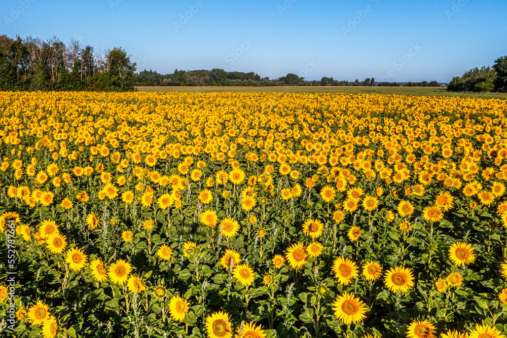 Champ de tournesols près de Saint-Valery-sur-Somme en baie de Somme