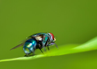 fly on green leaf