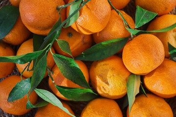 Fresh fruits mandarines or tangerines with leaves, top view. Farm harvest idea for background or product advertisement