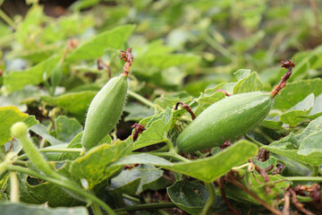 pointed gourd on tree in farm