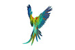 Colorful feathers on the back of macaw parrot isolated on transparent background png file