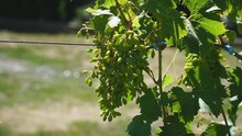 An Unripe Bunch Of Grapes Growing On A Vine In A Farm. Green Young Grape Sprout. Ripe Grapes. Newly Formed Bunches. Viticulture. Close-up