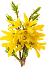 PNG Blossoming Forsythia Flower Green Leaves Isolated