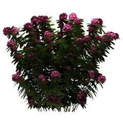 Wall Mural - generic plant tree png rendered in 4k resolution for compositing and background. with transparency a