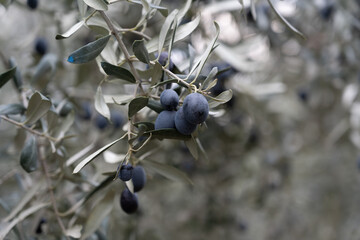 Wall Mural - Olive fruits and tree. Olive harvest time.