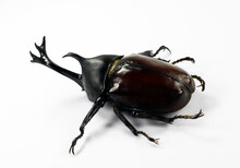 Black Beetle Isolated On White. Rhinoceros Allomyrina Dichotomus Macro Close Up, Collection Beetles, Dynastes, Coleoptera, Dynastidae