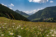 Alpenpanorama mit Weide und Bergblick