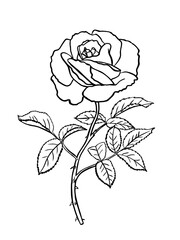 Wall Mural - Black and white rose flower with leaves and stem. Realistic vector illustration of open rose bud. Hand drawn sketch. Decorative element for tattoo, greeting card, wedding invitation.